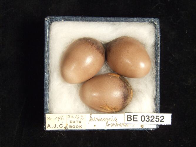 Three bird eggs in box with labels.