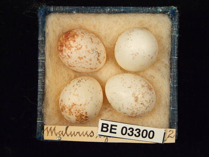 Four bird eggs in box with labels.