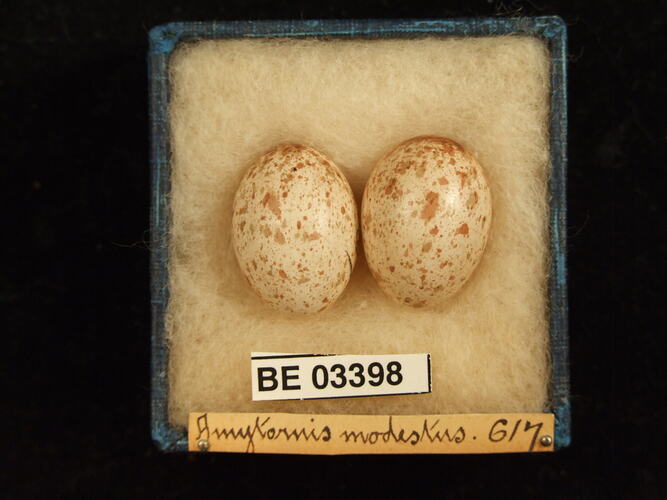 Two bird eggs in box with labels.