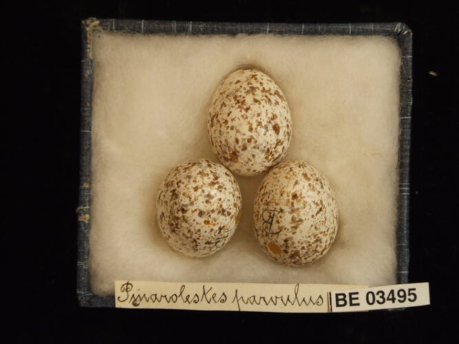 Three bird eggs in box with specimen labels.