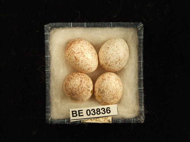 Four bird eggs in box with specimen labels.