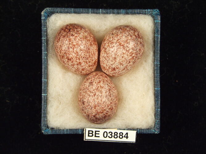 Three bird eggs in box with specimen labels.