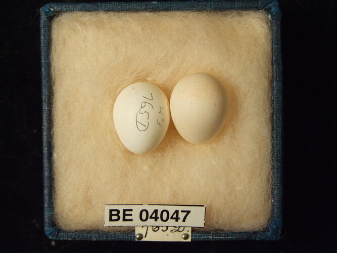 Two bird eggs in box with specimen labels.