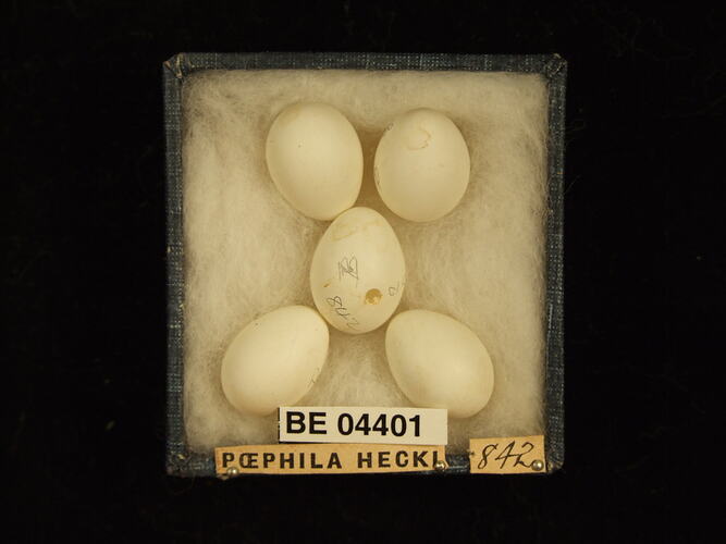 Five bird eggs in box with specimen labels.