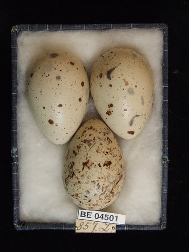 Three bird eggs with specimen labels in box.