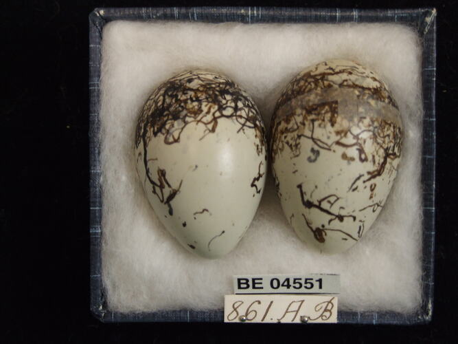 Two bird eggs with specimen labels in box.