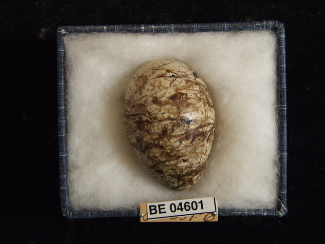 Bird egg with specimen labels in box.