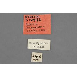Entomology type specimen labels.