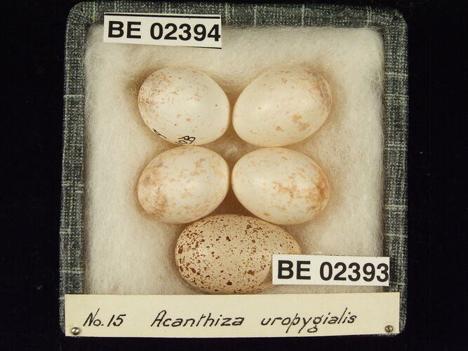 Five bird eggs with specimen labels in box.