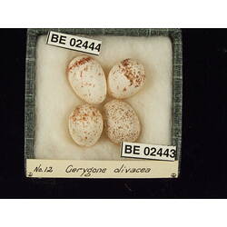 <em>Gerygone olivacea olivacea</em>