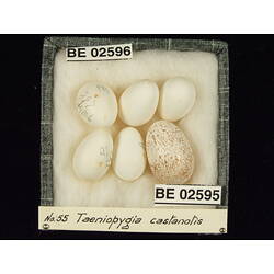 <em>Taeniopygia bichenovii bichenovii</em>