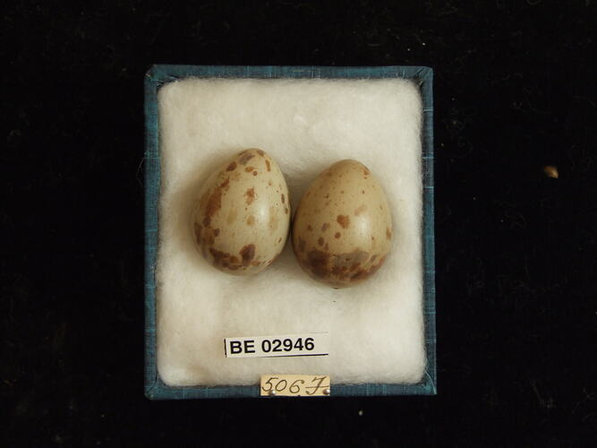 Two bird eggs with specimen label in box.