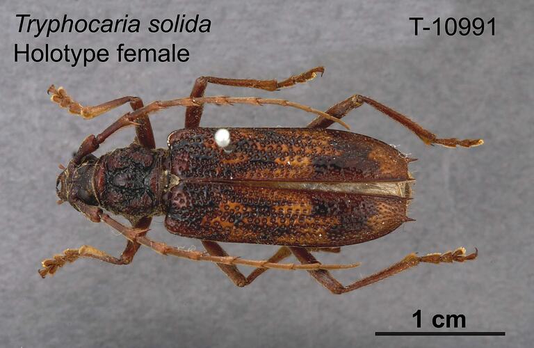 Beetle specimen, female, dorsal view.