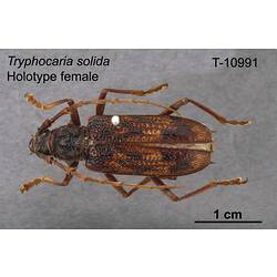 Beetle specimen, female, dorsal view.