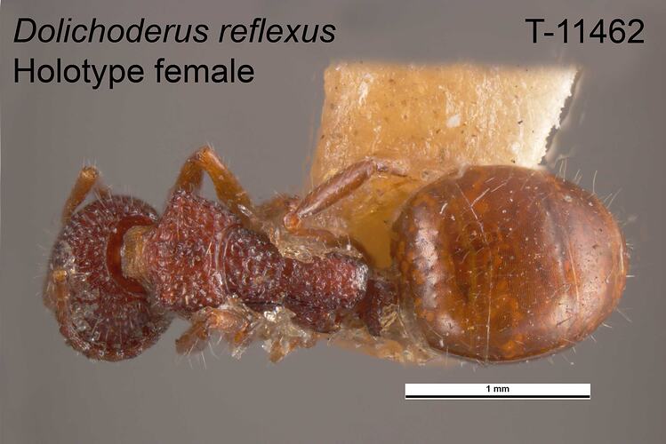 Ant specimen, female, dorsal view.