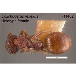 Ant specimen, female, dorsal view.