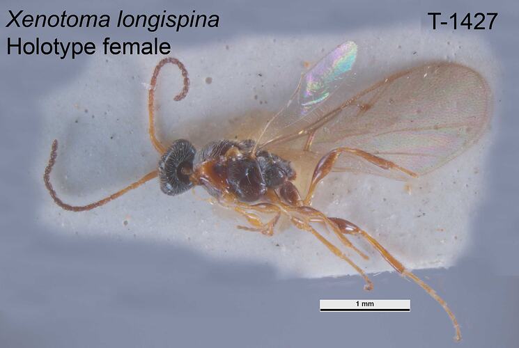 Wasp specimen, female, dorsal view.