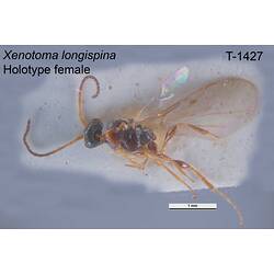 Wasp specimen, female, dorsal view.