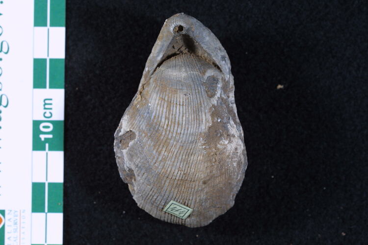 Dorsal view of brachiopod fossil beside scale bar.