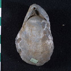 Dorsal view of brachiopod fossil beside scale bar.