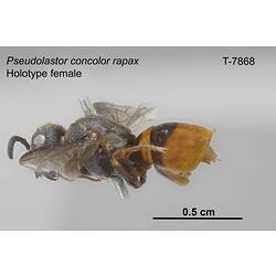 Wasp specimen, female, lateral view.