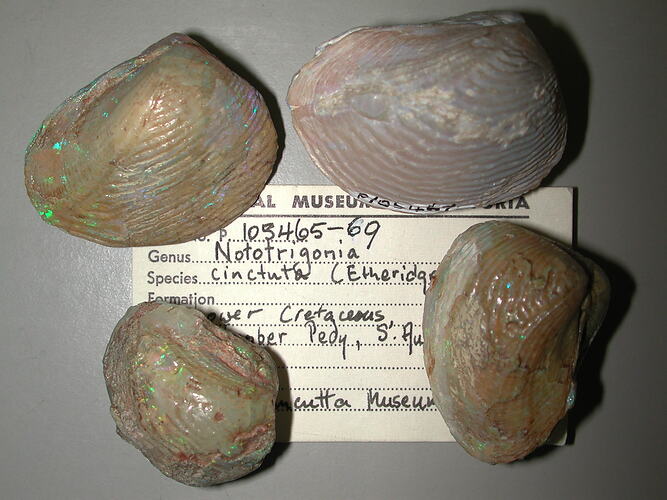 <em>Nototrigonia cinctura</em>, fossil trigonid bivalve.  Registration nos. P 105465 - P 105469.