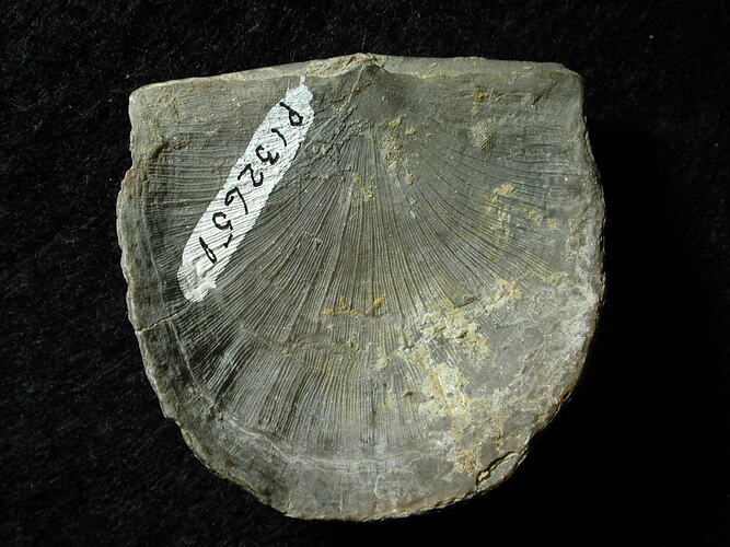 Fossil brachiopod with hand written specimen number.