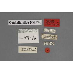 Entomology type specimen labels.