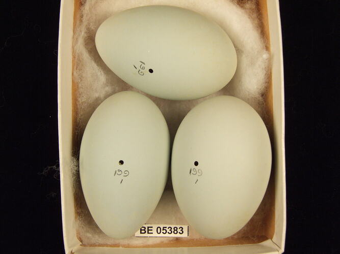 Three bird eggs with specimen label in box.