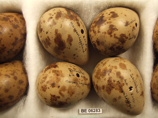 Close up of bird eggs with specimen label.