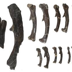 Eight sets of paired dinosaur femurs and greyscale card.