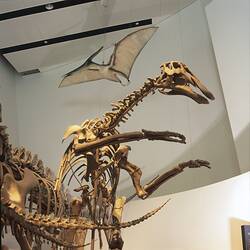 <em>Tsintaosaurus spinorhinus</em>, hadrosaur dinosaur skeleton, cast (front) and <em>Pteranodon</em> pterosaur skeleton, cast (rear). [P 206976 & P 207267]