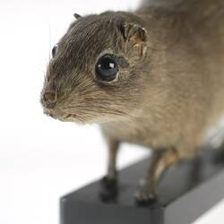 Detail of mounted mammal specimen head.