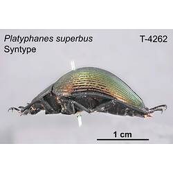 Beetle specimen, lateral view.