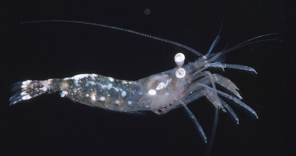 Odd-footed Shrimp, side view, black background.