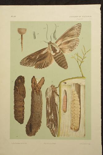 Wattle Goat Moth, Xyleutes eucalypti. Colour proof