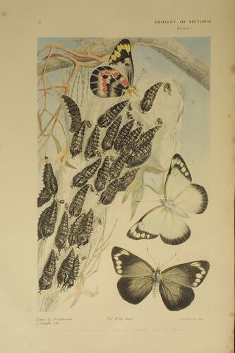 Imperial White Butterfly, Delias harpalyce. Proof.