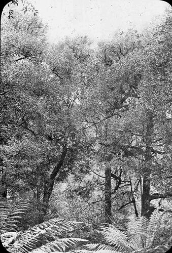Lantern Slide - Trees, Sassafras, Victoria, Date Unknown [BA 1608]