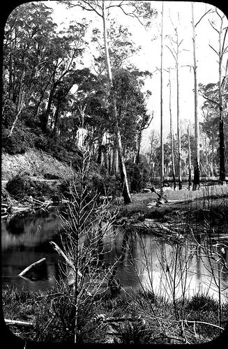 Lantern Slide - Yarra River, Victoria, Date Unknown. [BA 1659]
