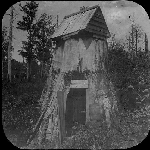 Lantern Slide - Tree Stump House, Neerim, Victoria, 1898