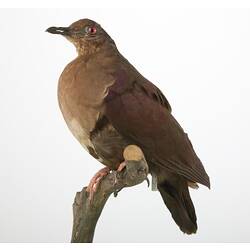 <em>Gallicolumba stairi</em>, Friendly Ground-Dove, mount.  Registration no. 36026.