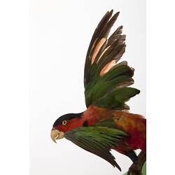 <em>Lorius chlorocercus</em>, Yellow-bibbed Lory, mount.  Registration no. 57583.