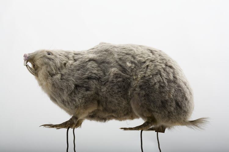 Side view of taxidermied mole rat specimen.