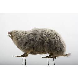 Side view of taxidermied mole rat specimen.