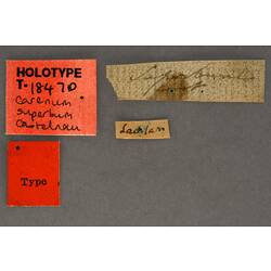 Handwritten specimen labels.