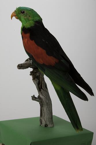 <em>Aprosmictus erythropterus</em>, Red-winged Parrot, mount.  Registration no. B 32903.