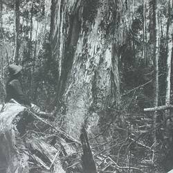 Photograph - Blackwood Forest, King Island, 1887