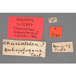 Entomology type specimen labels.