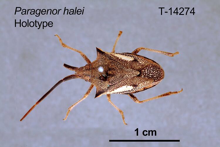 Shield bug specimen, dorsal view.
