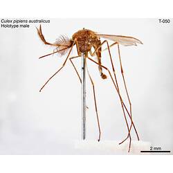 Mosquito specimen, male, lateral view.